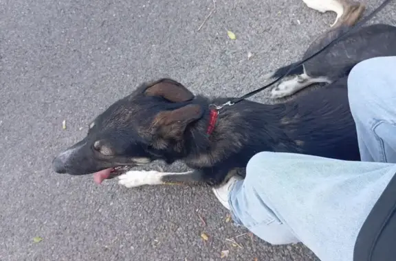 Chien perdu : Tico, berger australien croisé - photo