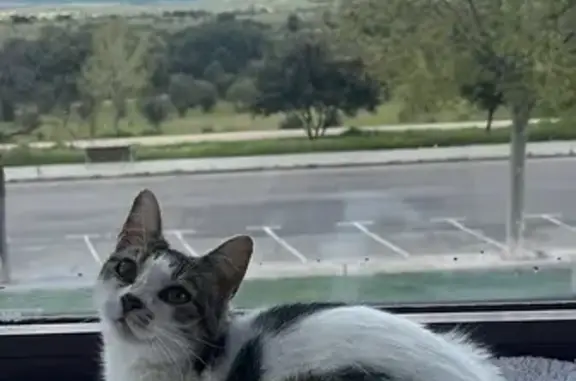 Gatos perdidos, , foto: Gata Perdida con Peculiar Marca de Corazón