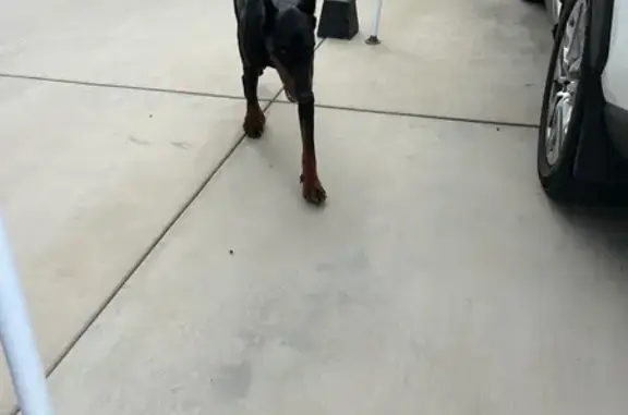 Found dog West Covina, photo: Lost Doberman Found: Injured & Needs Help!