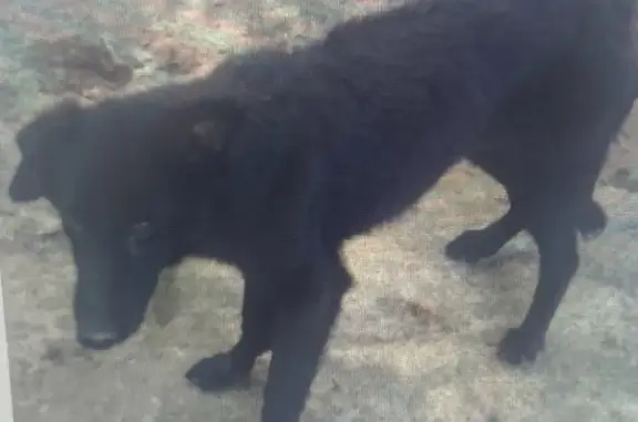 Rescued Black Dog Lost in Columbus Area