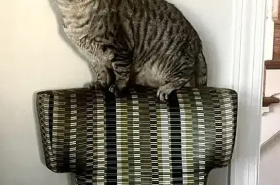 Missing cat Lewes, photo: Lost Grey Tabby in Lewes: Green Eyes