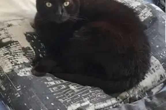 Chatte noire perdue, Île-Tudy, 17 juillet - photo