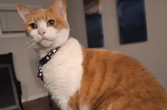 Lost Cat: Loving Ginger on Cherokee St
