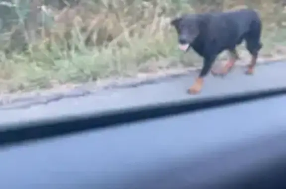 Chien trouvé courant vers Souvigné - photo