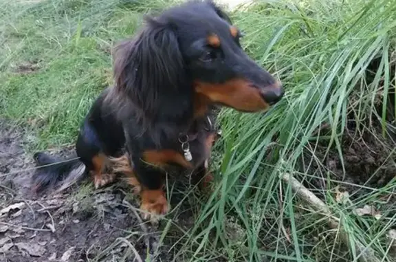 Chien perdu noir-marron, poil long, La Hutte - photo