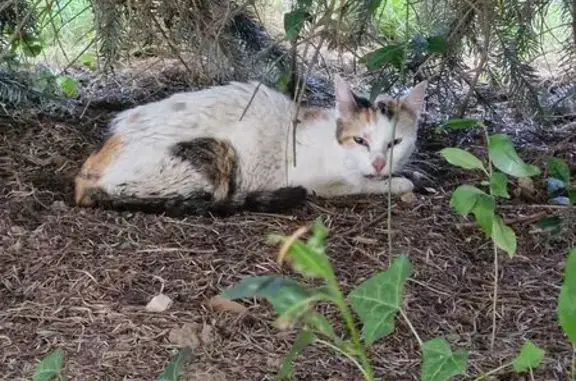 Chatte tricolore trouvée à Nègrepelisse - photo