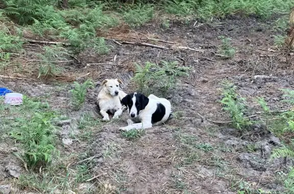 Deux chiens trouvés à Saint-Justin - photo