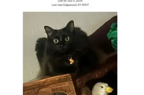 Lost Cat: Pink Collar, 20th St, Arlington