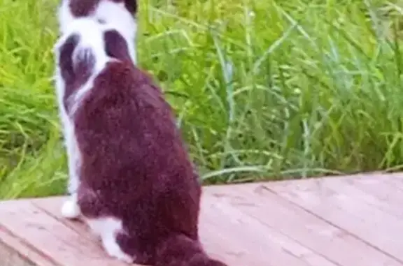 Animaux trouvés Morlaix, photo: Chat femelle discrète trouvée à Morlaix