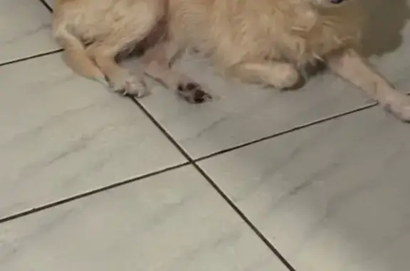 Lost Dog: Big Ears & White-Tipped Tail