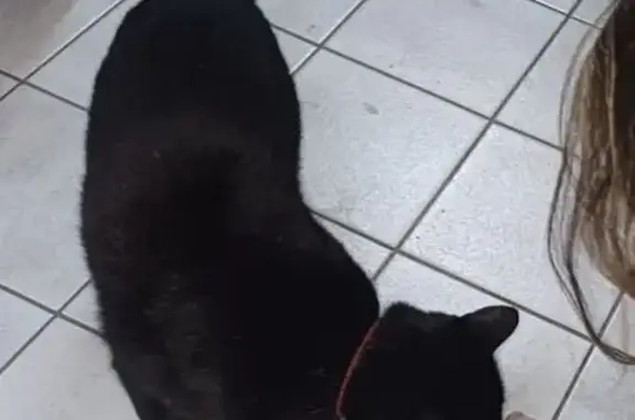 Chat trouvé , photo: Chat noir perdu à Mazerolles, collier bicolore