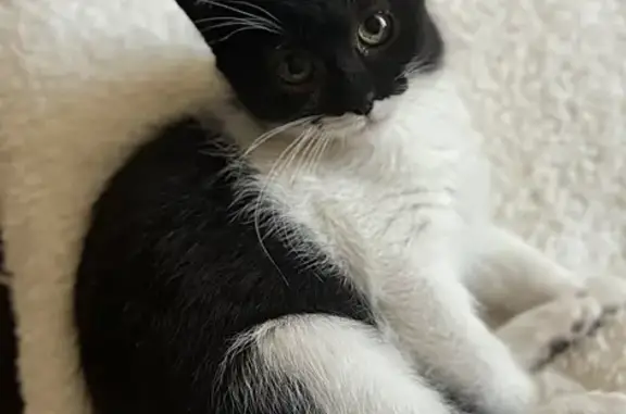 Animaux perdus Baignes-Sainte-Radegonde, photo: Chatte perdue peureuse, 10 mois, Baignes