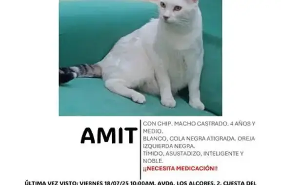 ¡Gato Perdido! Amit Necesita Medicación Urgente