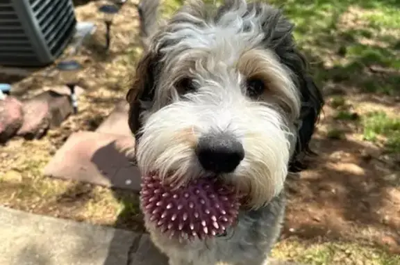 Lost Doodle Mix: Rocky in Clayton