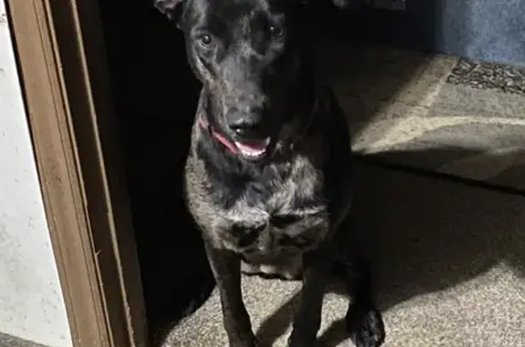Lost Hound Mix: Shadow in Asheboro