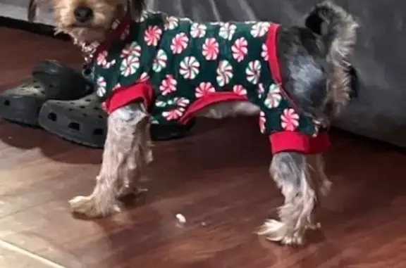 Lost pets New York, photo: Lost Maltese Mix: Osita Missing in NY