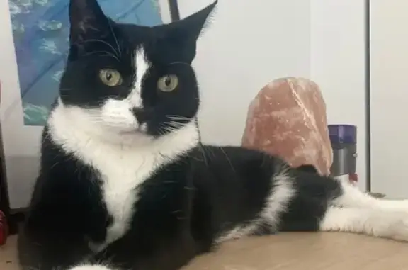 Lost pets , photo: Lost Tuxedo Cat: Friendly Indoor Beauty