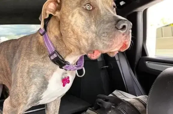 Missing dog , photo: Lost Brindle Dog: Last Seen Near Jordanelle