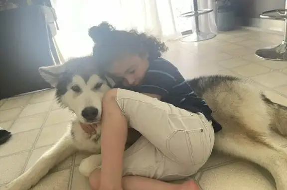 Lost Dog Near Highett Rd, Bayside