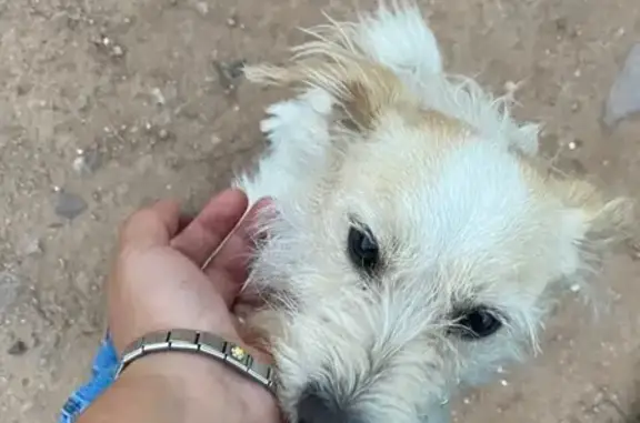 Lost: Koko, 8-Yr Schnauzer-Chihuahua Mix