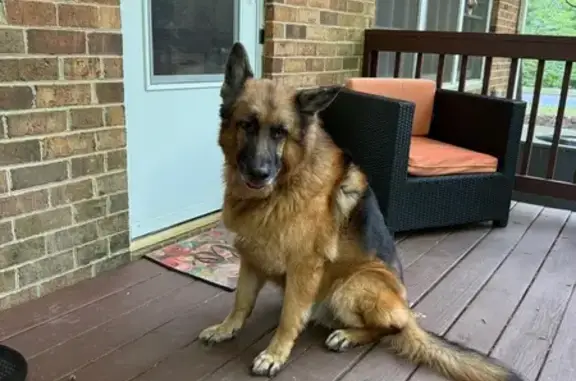 Lost pets Raleigh, photo: Lost: Epileptic Shepherd, Harps Mill Rd