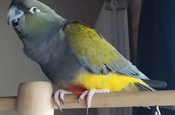 Animaux perdus Hanches, photo: Perroquet perdu, peureux, Betty, Hanches