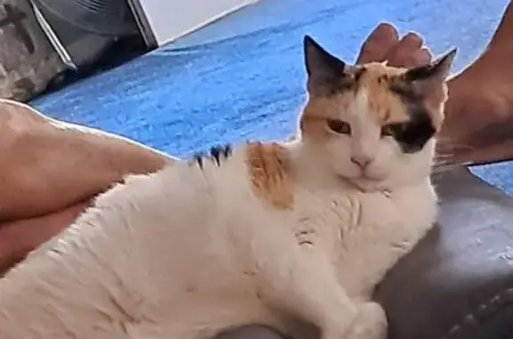 Lost Calico Cat: Vocal, 17 lbs, FL