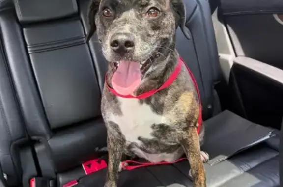 Lost and found pets Indianapolis, photo: Lost Brindle Dog: Depot Dr, Indy