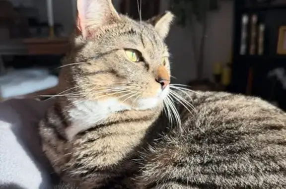 Missing cat Pittsburgh, photo: Help Find Teddy: Lost Cat in Pittsburgh