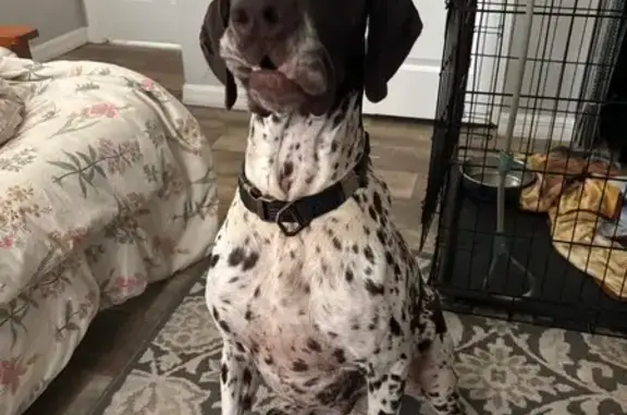 Lost Dog: Friendly White & Brown in Ocala