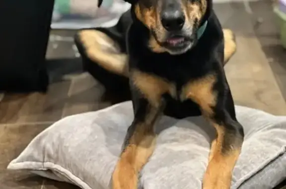 Lost Dog Otis: Friendly, Black & Tan, 7/18
