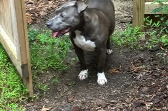 Found dog Cary, photo: Found: Grey & White Pitbull in Cary