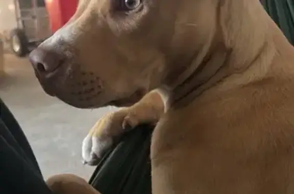 Help Find Louis: Missing Tan Staffy Pup