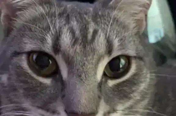 Lost Grey Cat, 10 Mos, Theodore Place