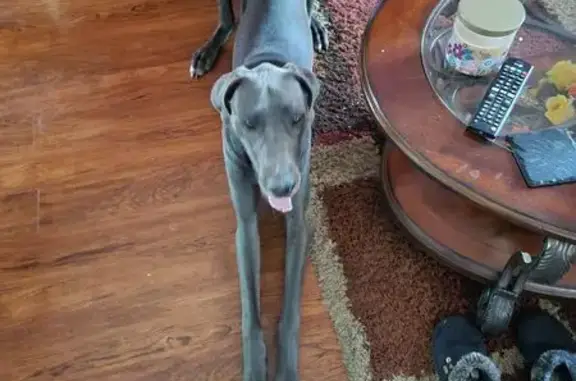 Lost 110lb Grey Great Dane in Indy