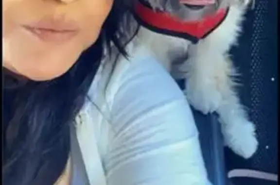 Lost Shitzu in Tacoma: Help Find Goliat!