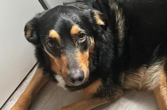 Chien perdu Eaunes, photo : Chienne tricolore perdue à Eaunes