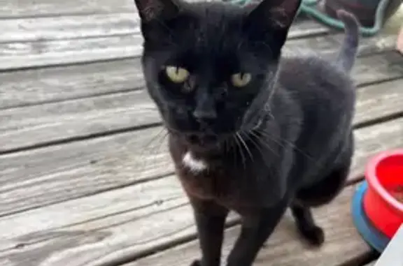 Missing cat Fort Salonga, photo: Lost Black Cat: White Patch, Tipped Ear