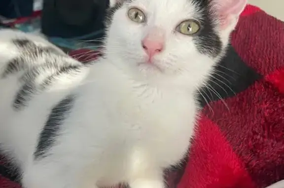 Missing cat Albany, photo: Lost Kitten: White with Black Spots Near McDonald's