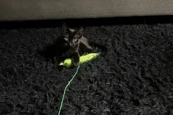 Lost pets Phoenix, photo: Help Bring Carson the Lost Kitty Home