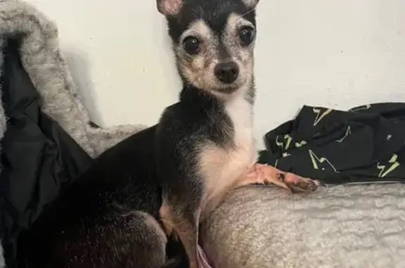 Lost and found pets Chicago, photo: Found: Black & White Chihuahua in Chicago