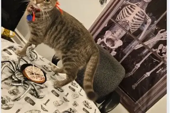 Lost pets Chicago, photo: Lost Grey Tabby w/ Red Collar in Chicago