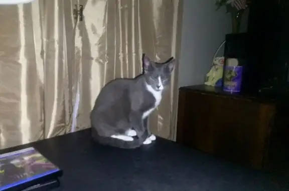 Lost Tuxedo Cat on Park Avenue