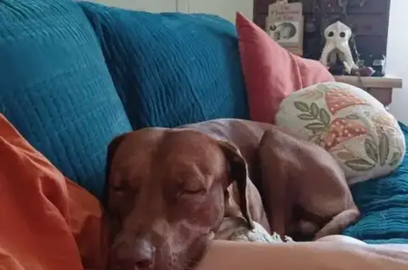 Lost Dog: Brown, 70lbs, Spring Hill Area