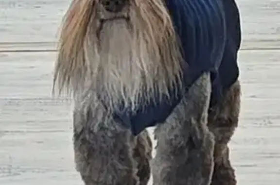Missing dog Meridian, photo: Lost Schnauzer: Brown, Chipped, No Collar