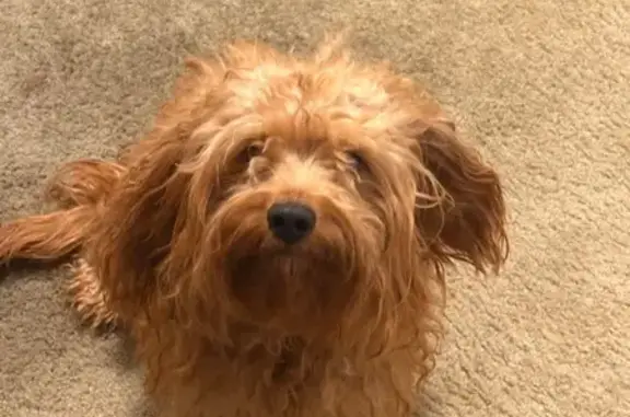 Found dog Columbus, photo: Found: Wavy-Haired Tan Dog on Rotunda Dr