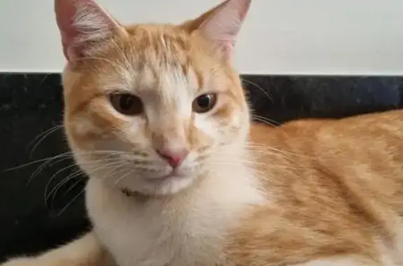 gato desaparecida