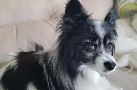 Lost Papillon: Elderly, Deaf, Needs Water