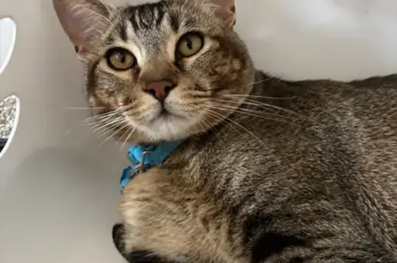 Missing cat Idaho Falls, photo: Lost Tabby Cat: Black Stripes & Blue Collar