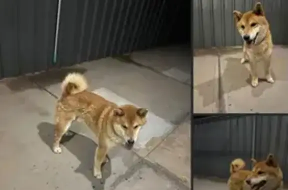 Urgent: Red Dog Missing in Ali...